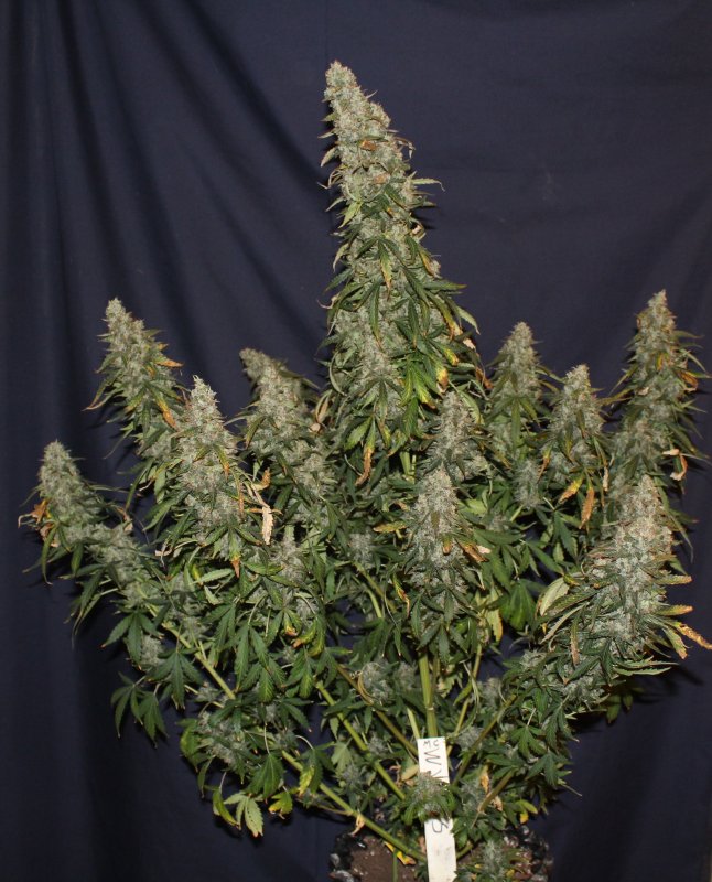 White Widow Autoflower