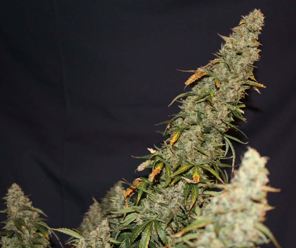 White Widow Autoflower Buds