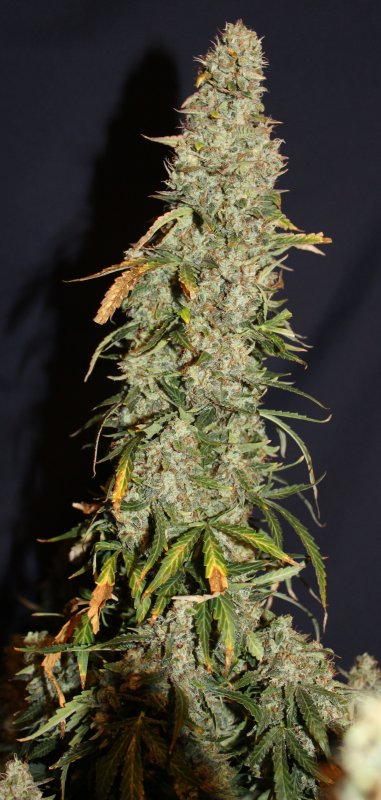 White Widow Autoflower Buds