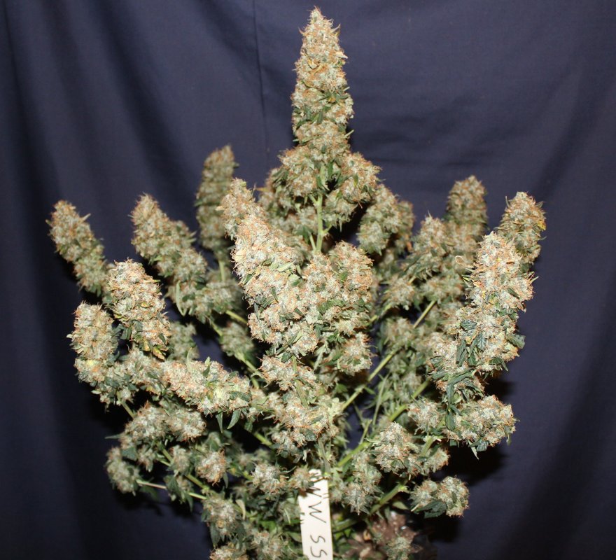 White Widow Autoflower Buds.