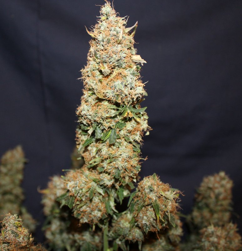 White Widow Autoflower