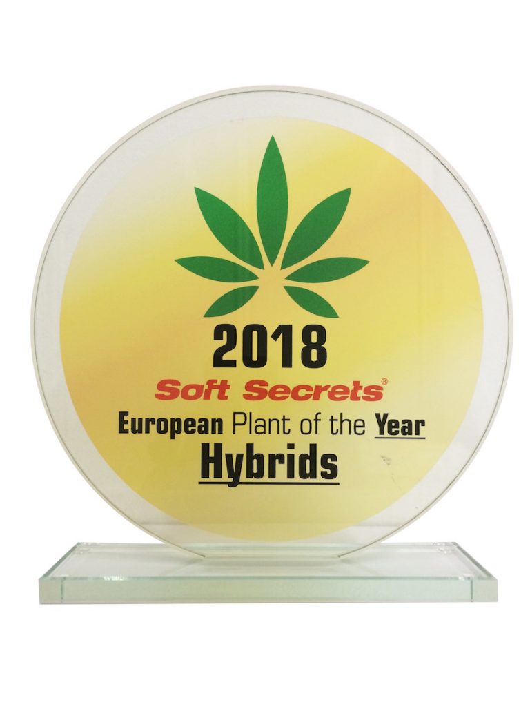europena plant of the year hybrids trophy europena plant of the year hybrids trophy
