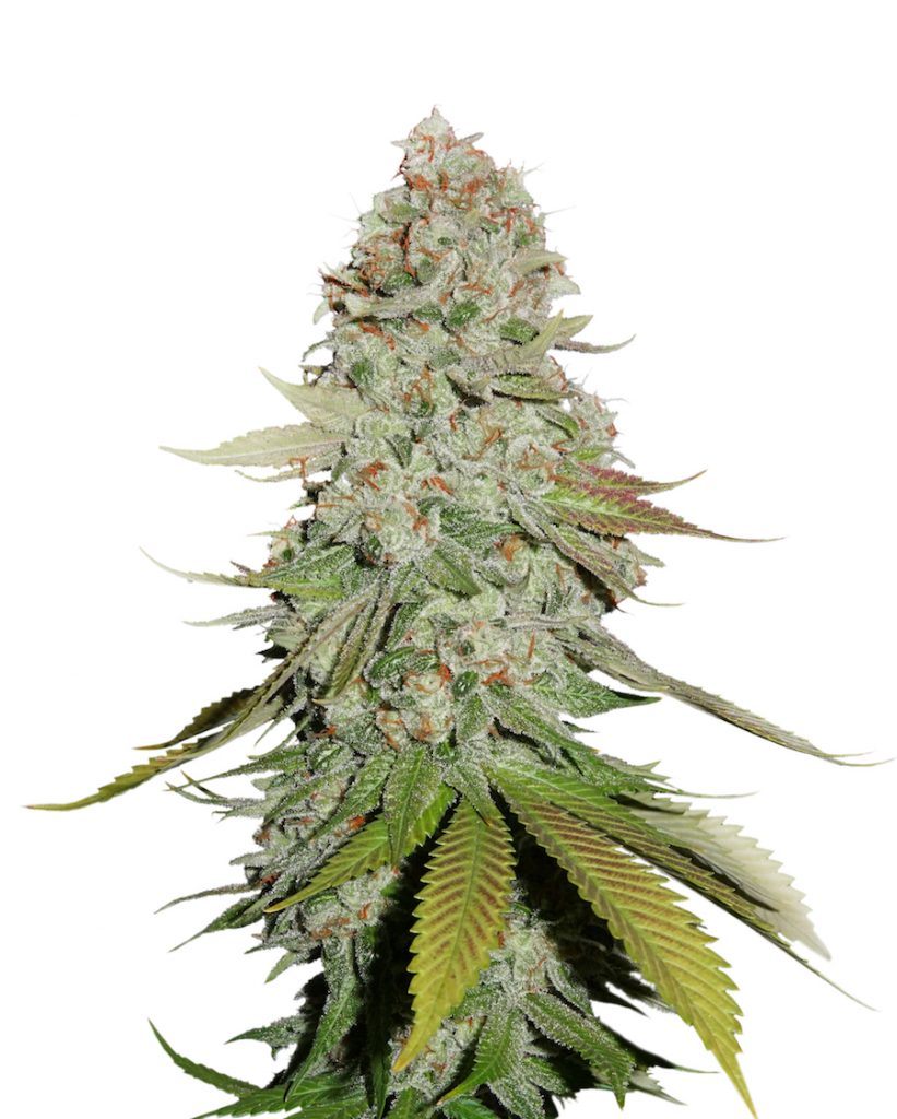 Sticky Monkey GG#4 Plant. Sticky Monkey GG#4 Plant.