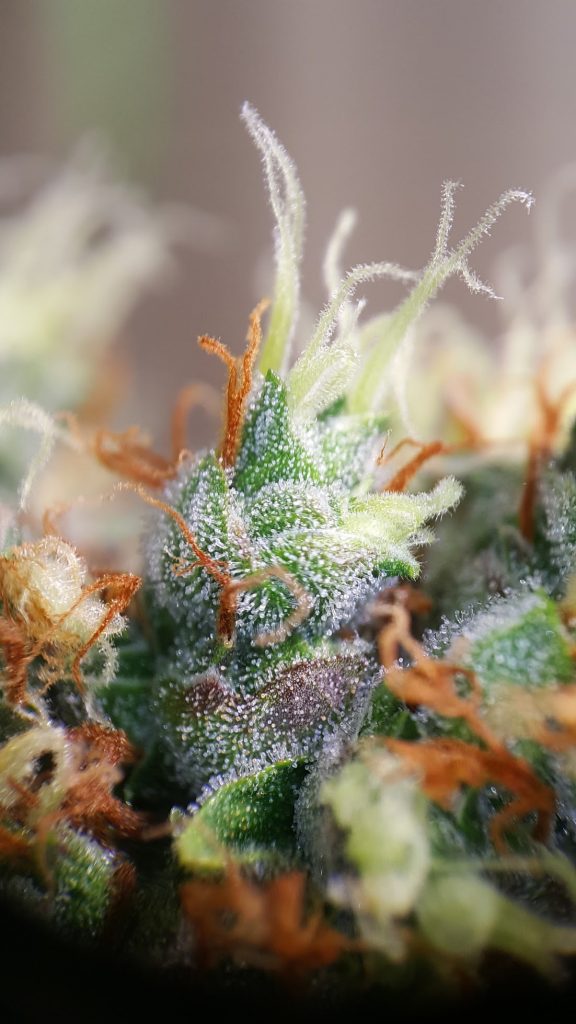 Sticky Monkey GG#4 Buds Sticky Monkey GG#4 Buds
