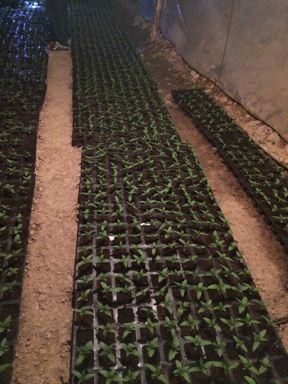 BCN Critical XXL seedlings, germinated indoors BCN Critical XXL seedlings, germinated indoors