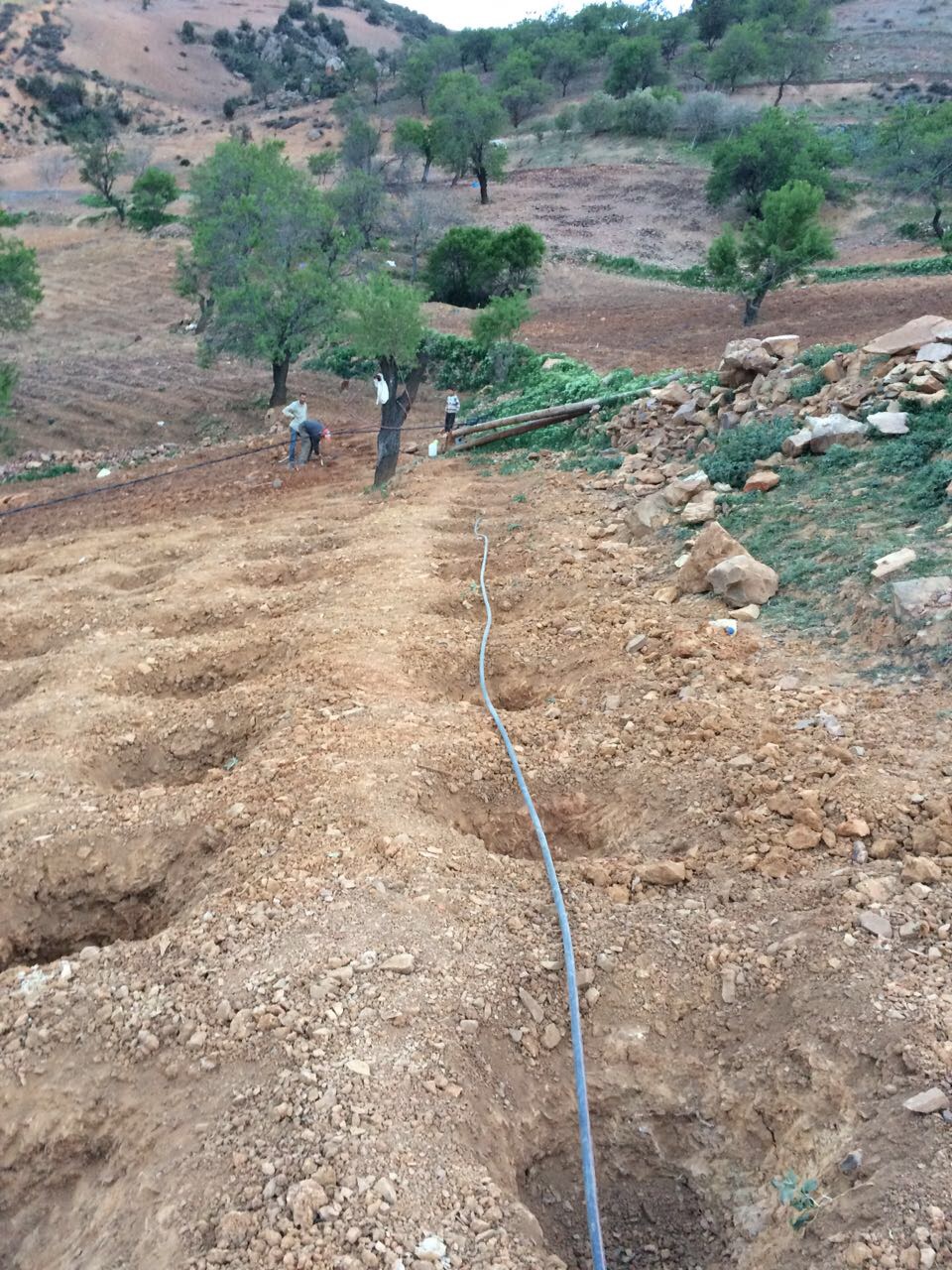Holes are dug for each plant, fertiliser added and water supplied daily via a hose Holes are dug for each plant, fertiliser added and water supplied daily via a hose