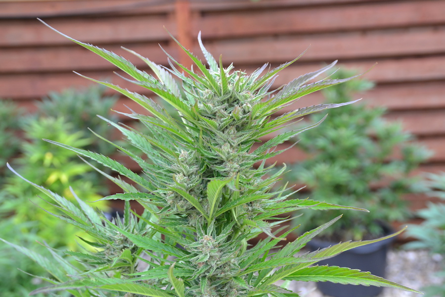 Blackberry Gum Autoflower seeds leaves Blackberry Gum Autoflower