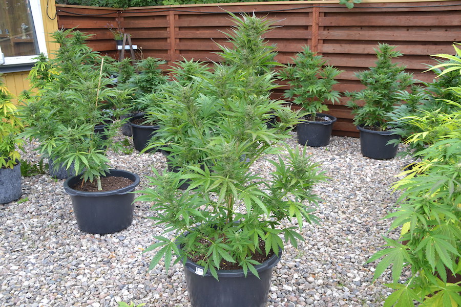 BCN Critical XXL Autoflower