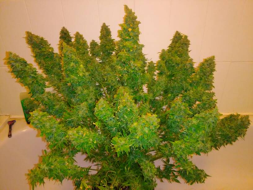 Big Bud Autoflower Big Bud Autoflower