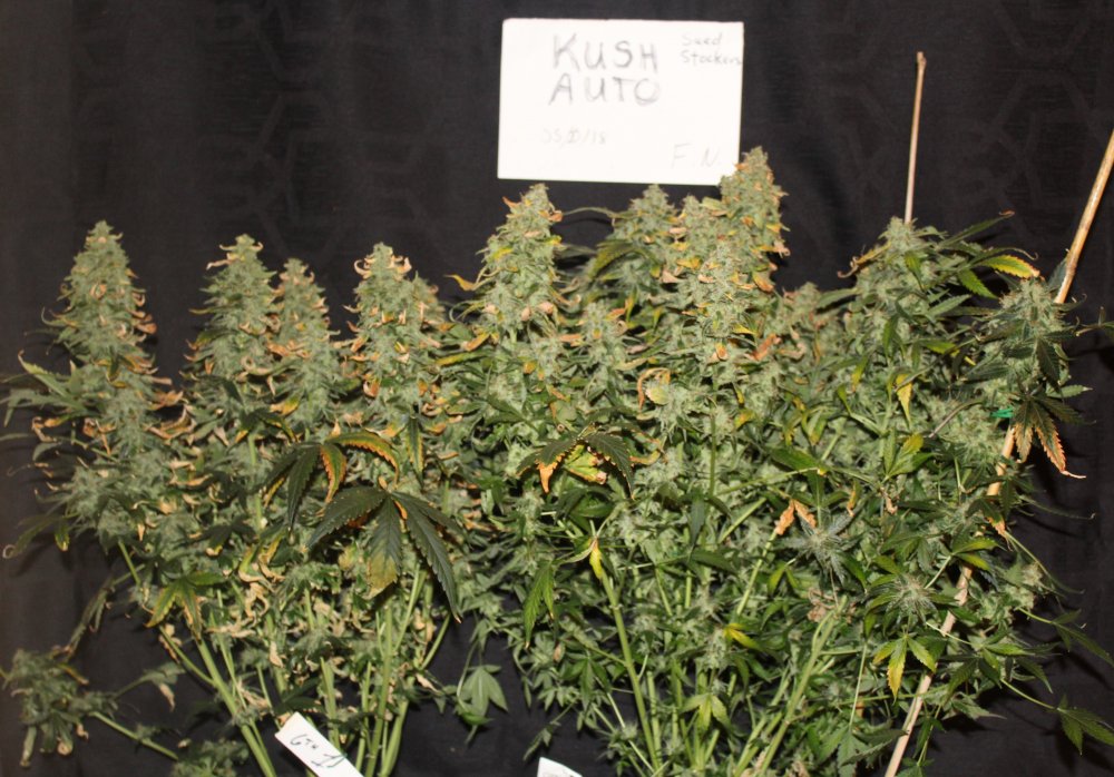 Autofloreciente OG Kush OG Kush Autofloreciente Cartel