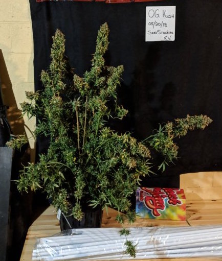 OG Kush feminized, plant collapsing under the weight of her own buds at harvest
