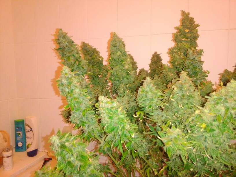 Big Bud Autoflower Big Bud Autoflower