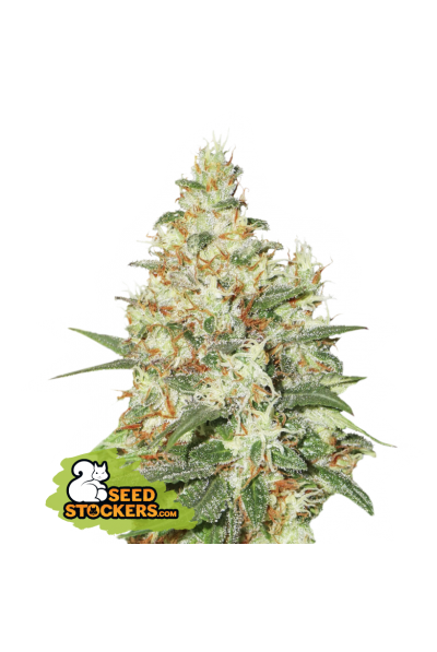 og-kush-autoflower