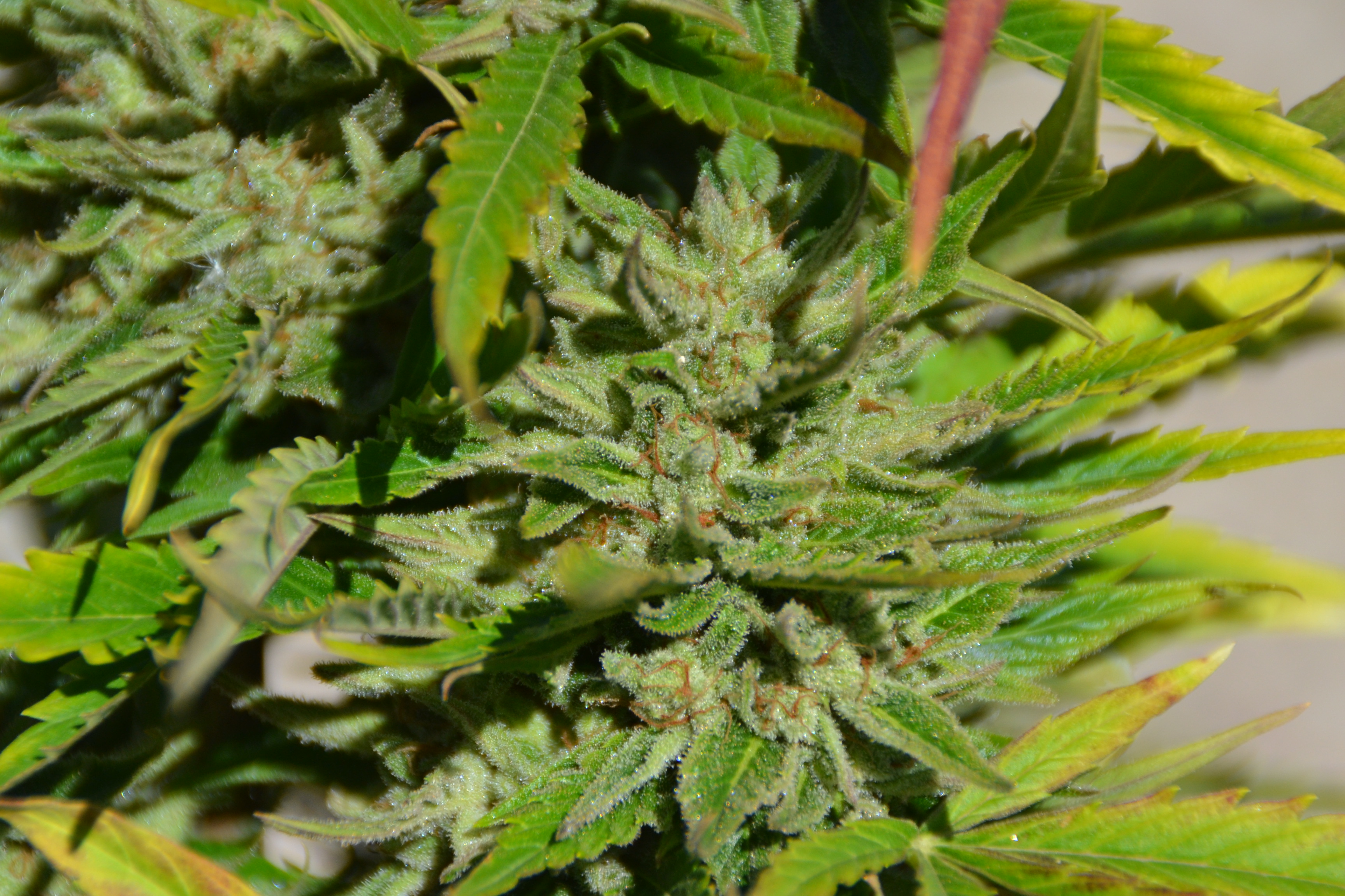 Og Kush medica