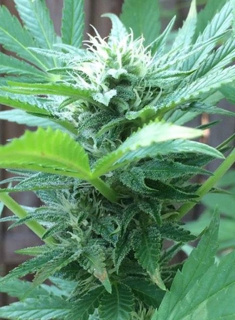 OG Kush Feminized Buds