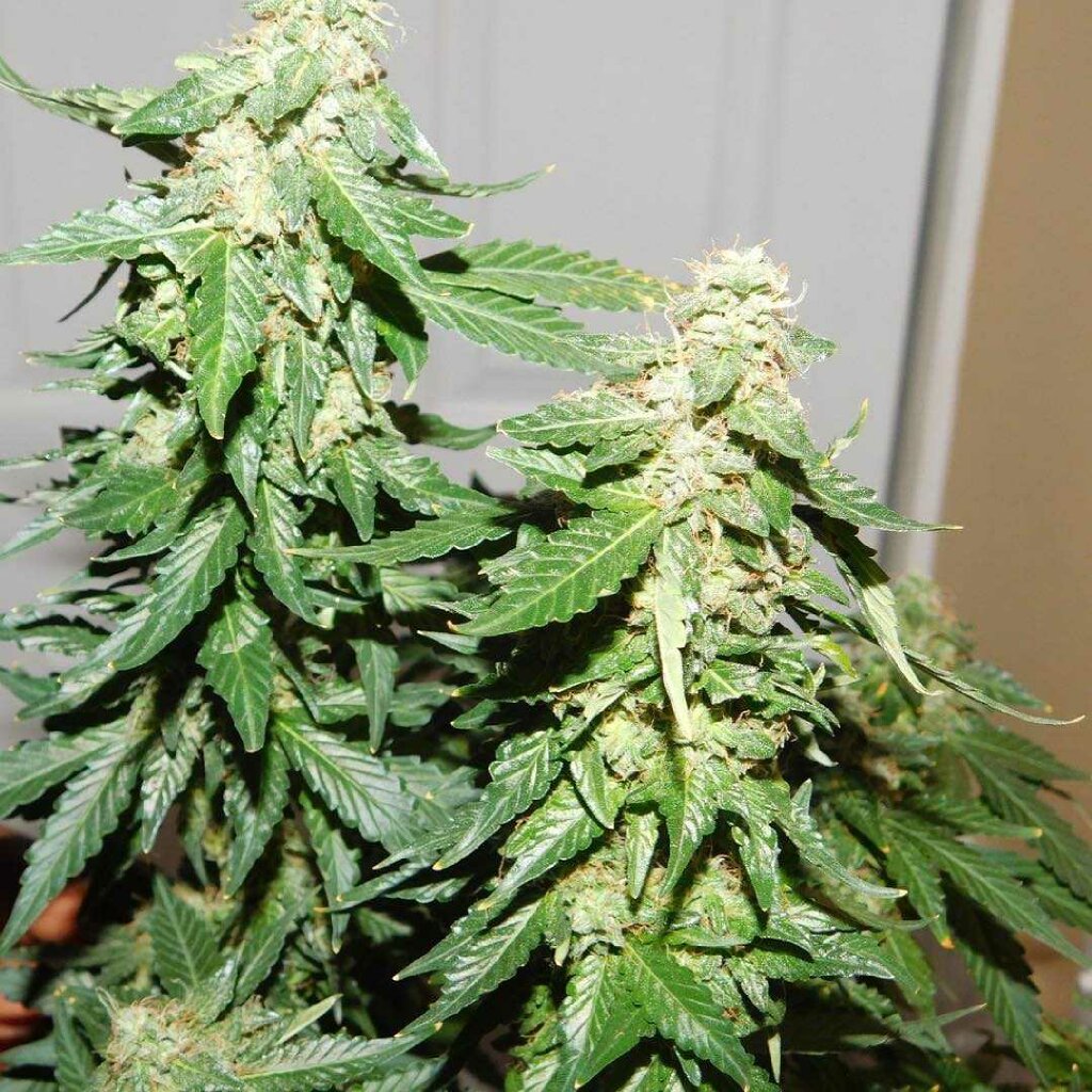 Northern Lights Autoflower Seeds Growing Review