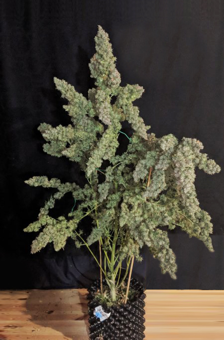 cannabis-plant cannabis-plant