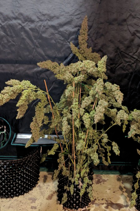 Northern Lights Autoflower Explosive Buds Northern Lights Autoflower Explosive Buds