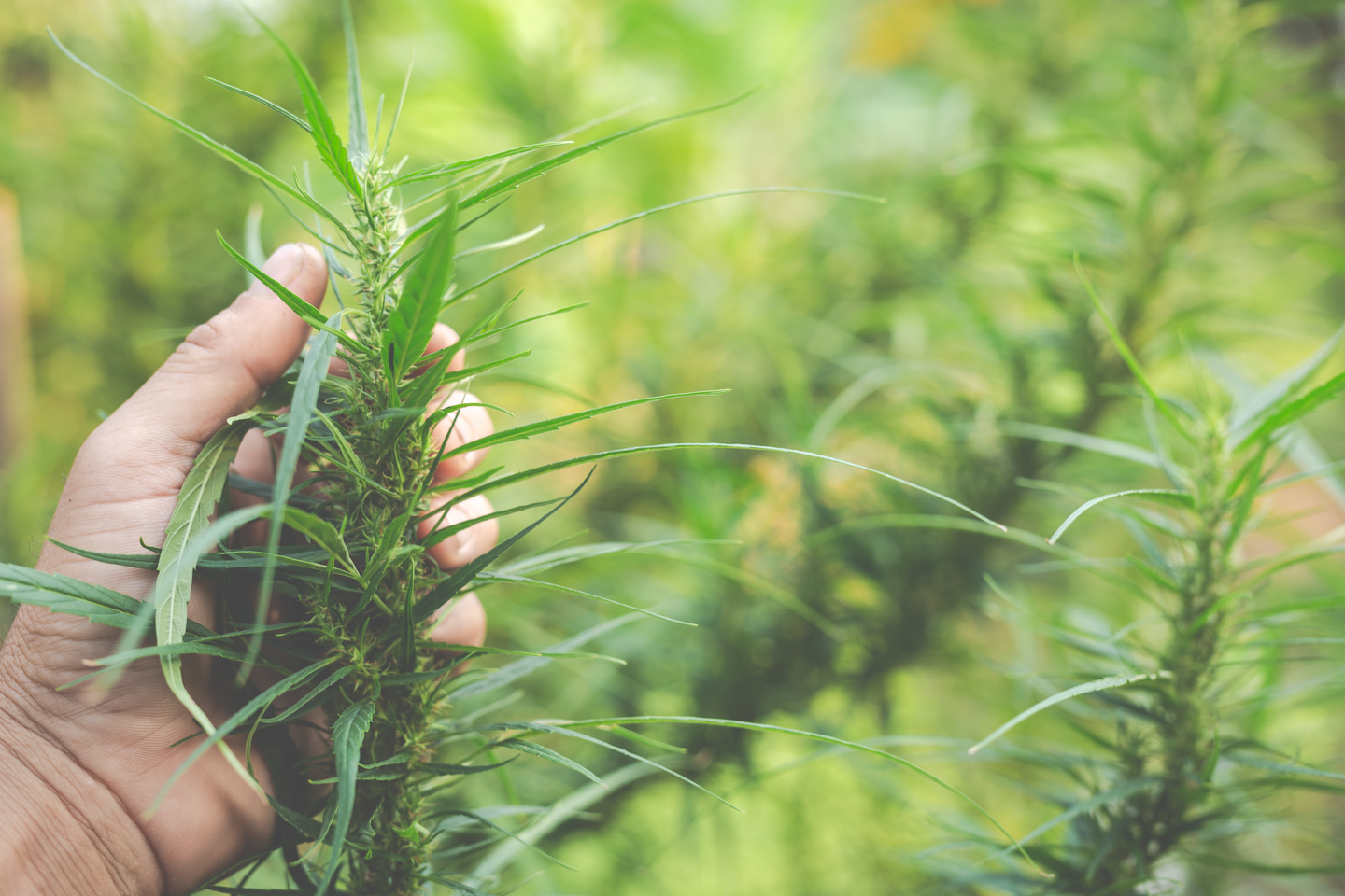 Legal Spanish Recreational Cannabis Market Worth Over €8 Billion to Economy and 100,000 Jobs