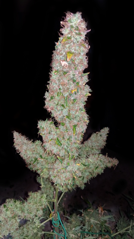 Northern Lights Autoflower Buds Northern Lights Autoflower Buds