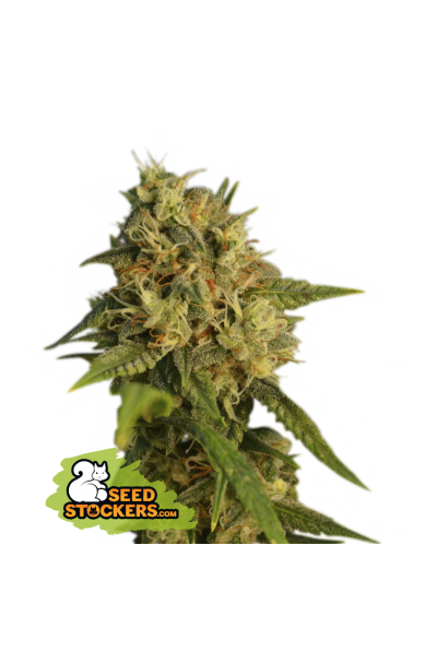 og-kush-feminized