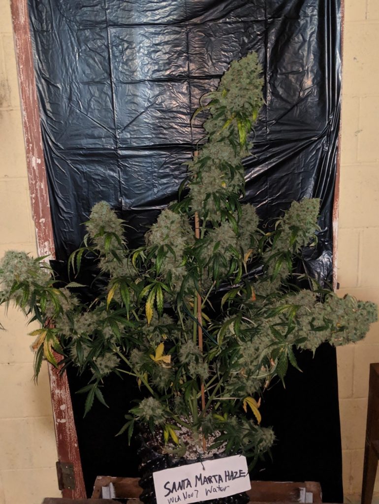 Santa Marta Haze Autoflower Santa Marta Haze Autoflower