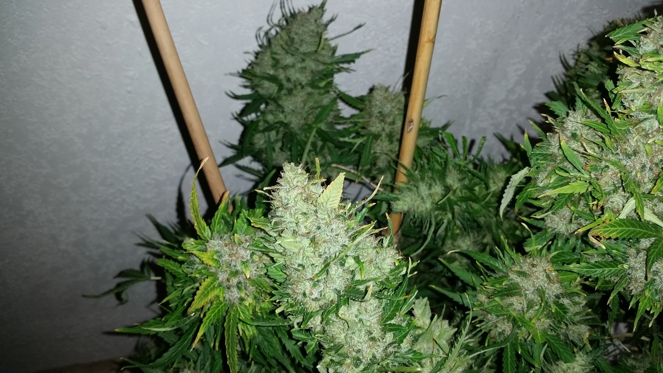 Santa Marta Haze auto Seedstockers