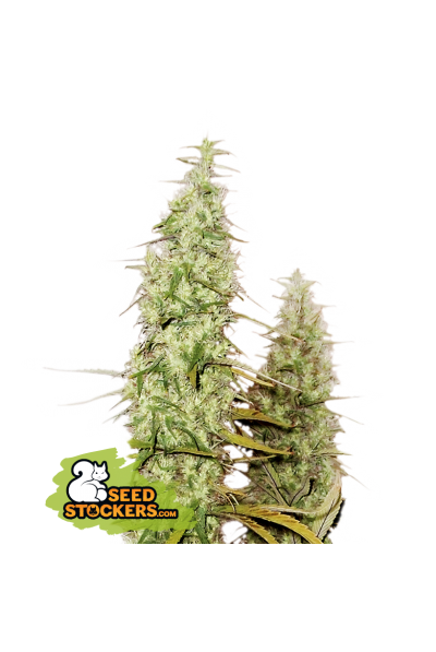 santa-marta-haze-autoflower