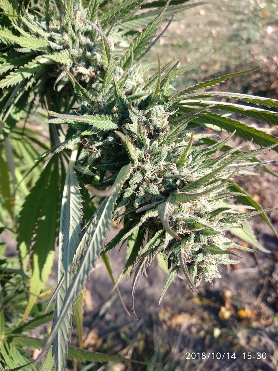 Super Skunk