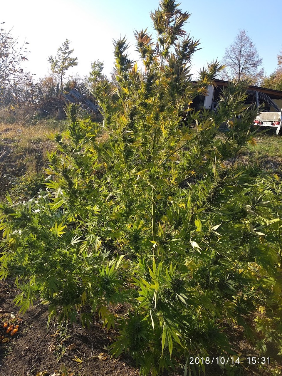 Super Skunk Feminized seeds grown outdoors