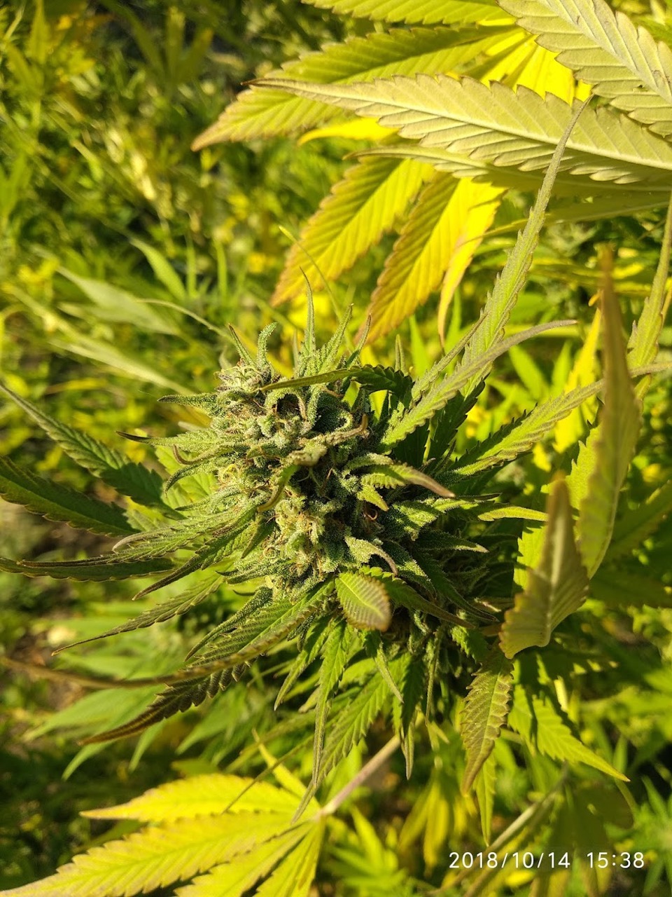 Super Skunk Feminized Leaves
