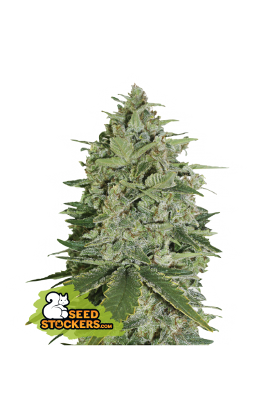 super-skunk-feminized