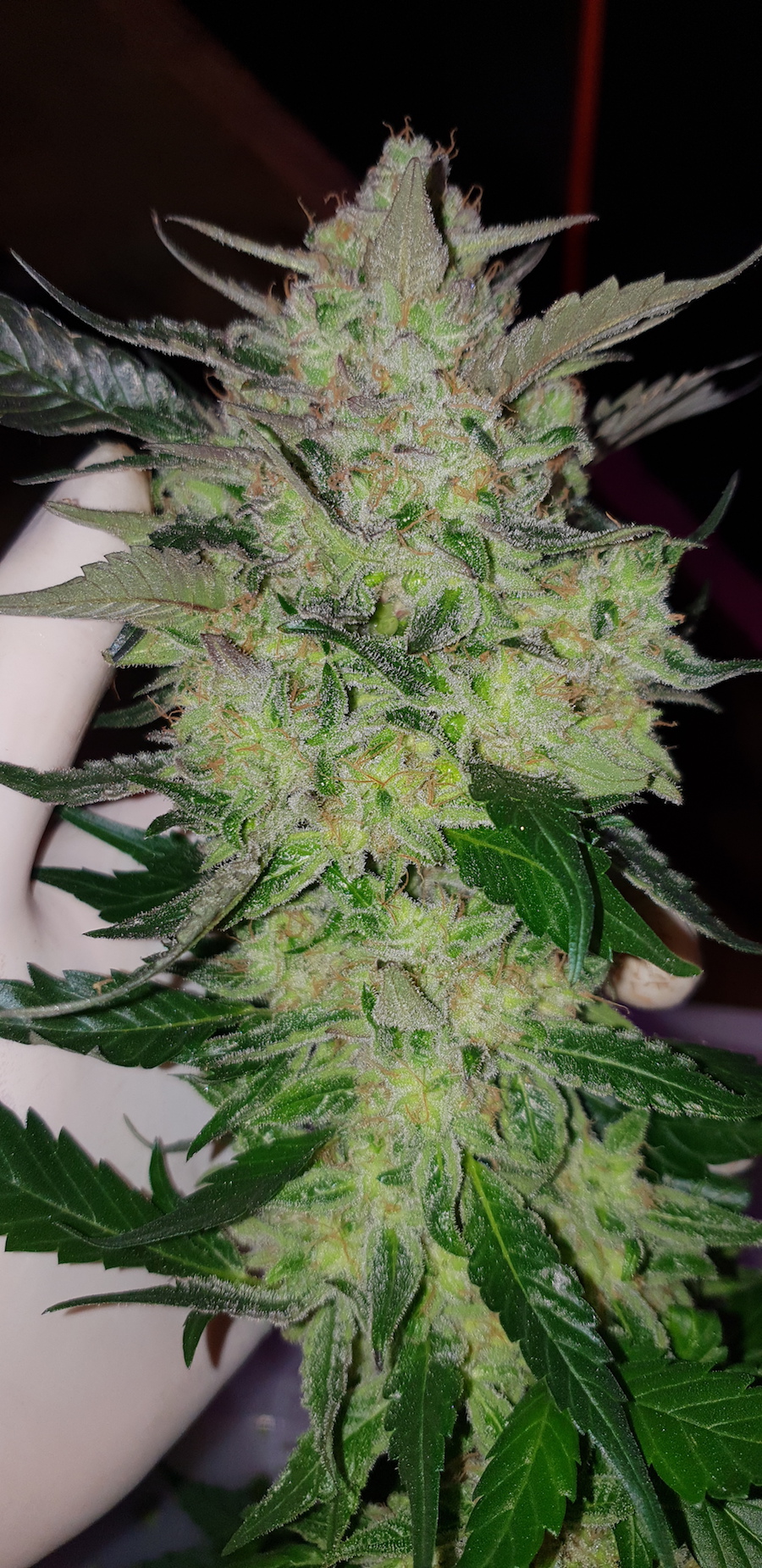 candy-dawg-buds