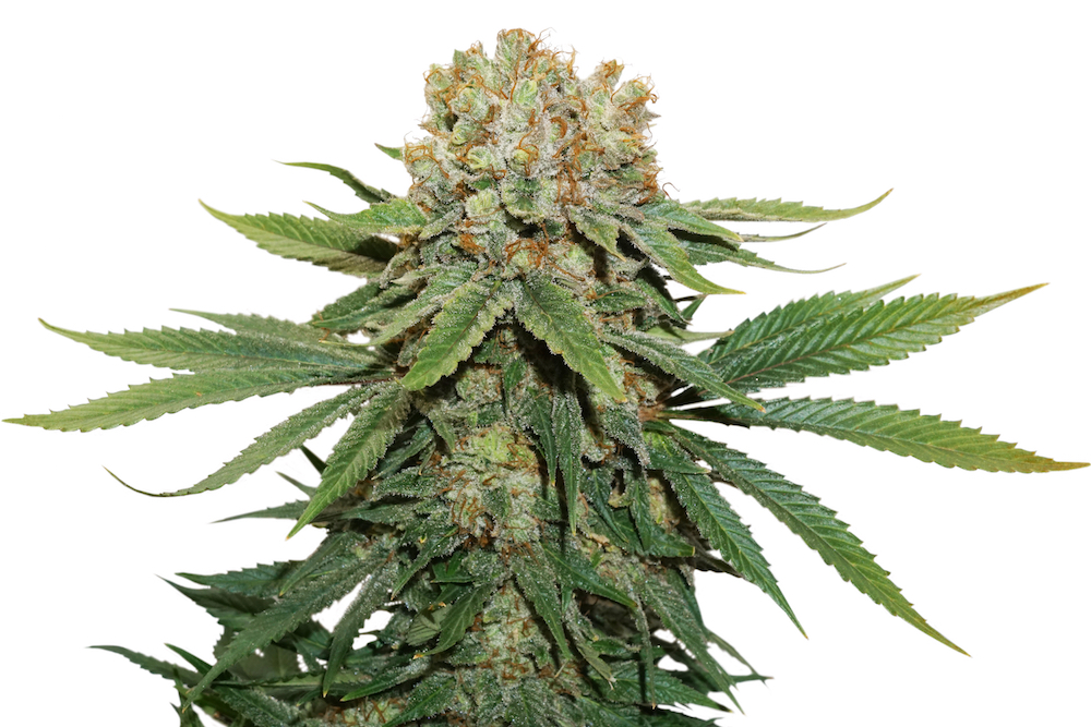 thin-mint-crack