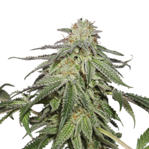 Purple Punch Autoflower