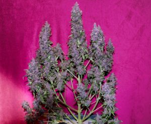Gorilla Glue
