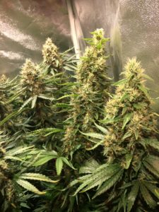 Gelato 41