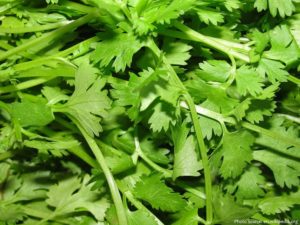 linalool parsley