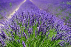 linalool lavender