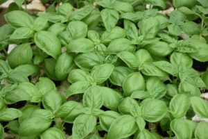 plant green leaves linalool
