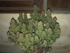Northern Lights Autoflower