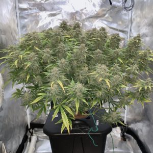 Gorilla Glue Autoflower