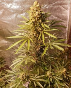 Gelato 41 Autoflower