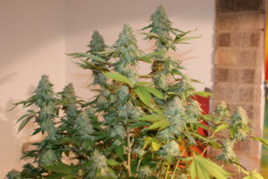 amnesia cannabis