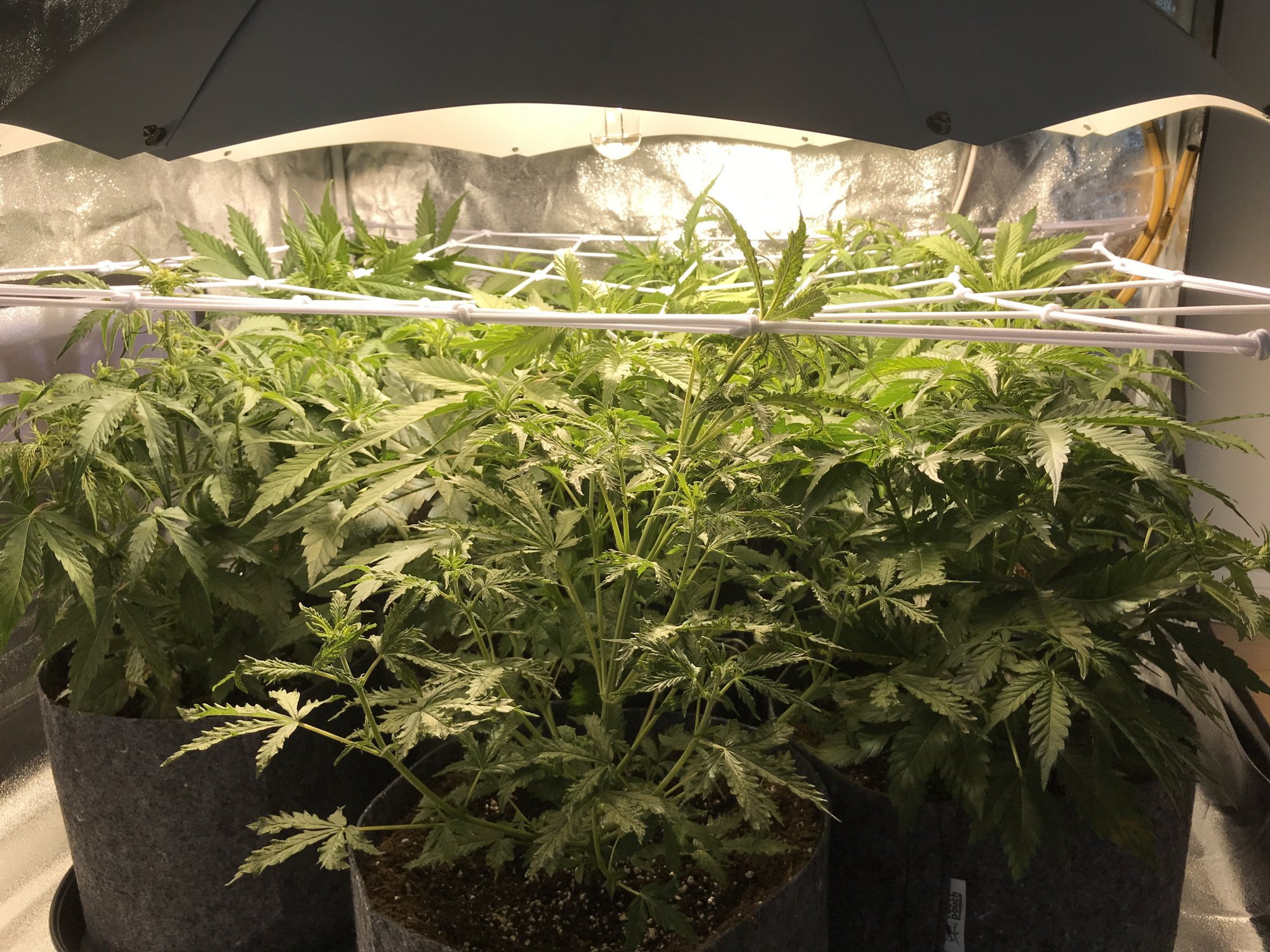 Coltivazione della cannabis utilizzando la tecnica SCROG o Screen of green
