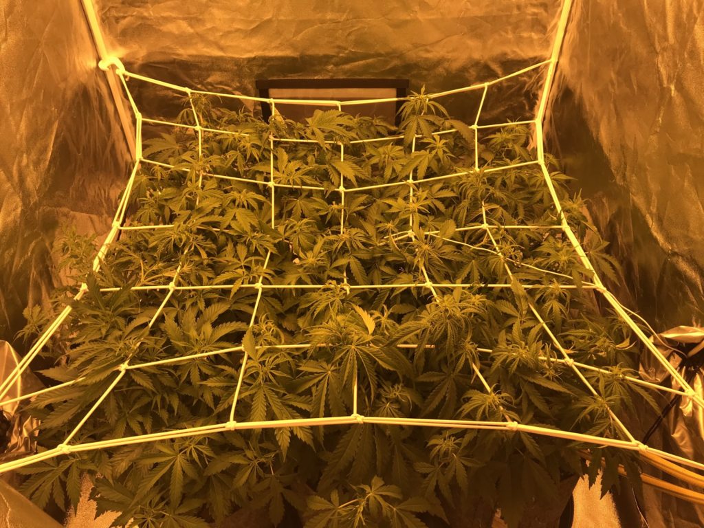 SCROG