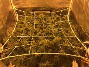 SCROG SCROG