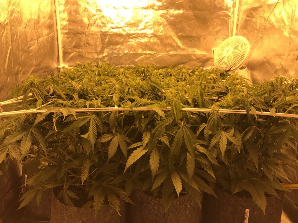 SCROG