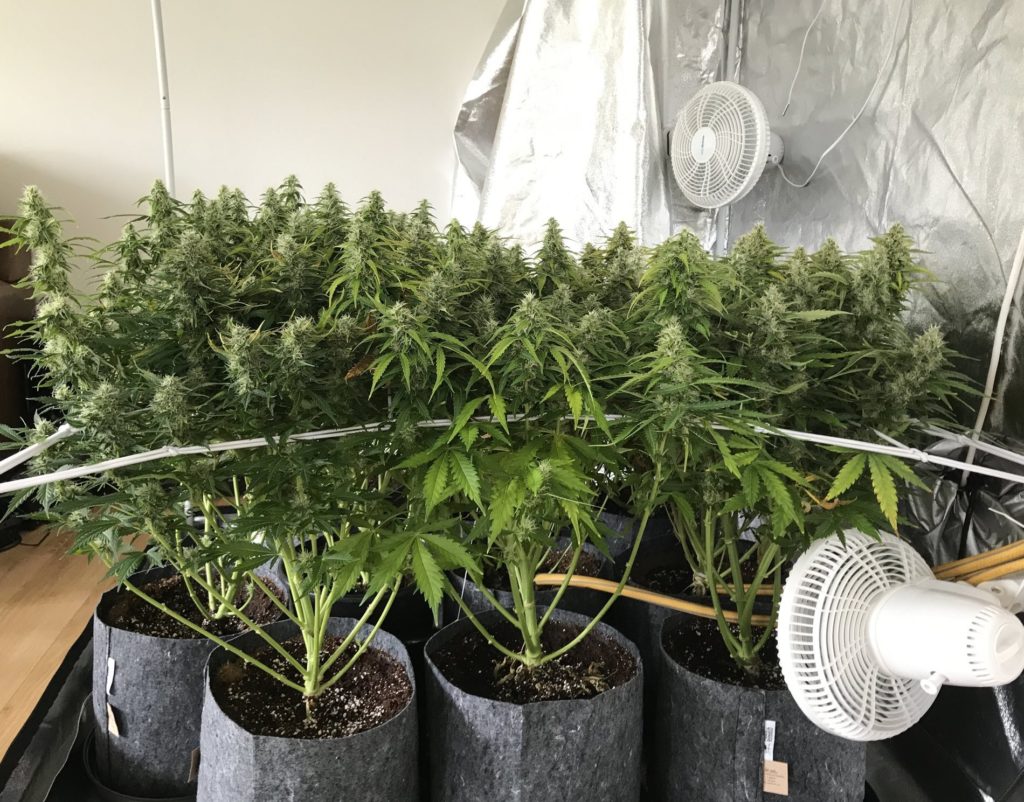 SCROG