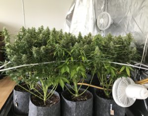 Seedstockers White Widow Autoflower grown Seedstockers White Widow Autoflower grown
